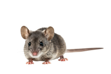 Gray common house mouse with alert expression captured against pure white background
