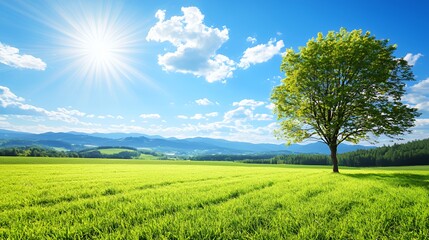 Single Tree in a Lush Green Field under a Bright Sunny Sky
