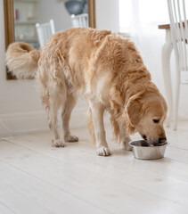 Adorable Golden Retriever Dog Drinking Water From Food Bowl At Home