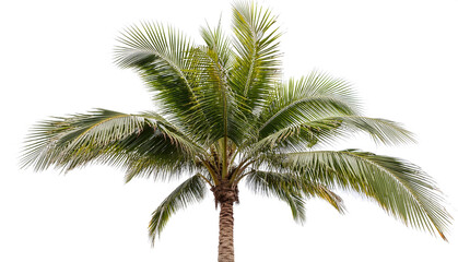 palm tree on isolated background 
