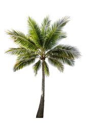 palm tree on isolated background 