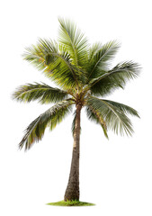 palm tree on isolated background 