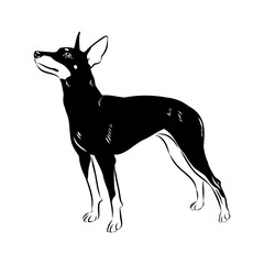 English toy terrier, vector sketch English toy terrier detailed drawn dog.