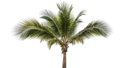 Obraz premium palm tree on isolated background