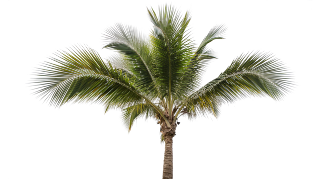 palm tree on isolated background