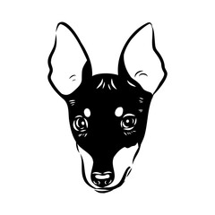English toy terrier, vector sketch English toy terrier detailed drawn dog.