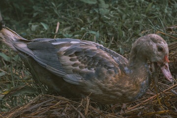 two birds in nest