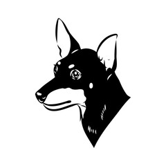 English toy terrier, vector sketch English toy terrier detailed drawn dog.