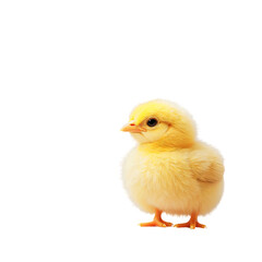Obraz premium A Cute Little Yellow Chick Standing Proudly Against a Solid Black Background, Showcasing Its Soft Feathers and Bright Eyes, Emanating a Sense of Innocence and Joy.