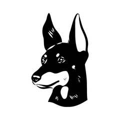 English toy terrier, vector sketch English toy terrier detailed drawn dog.