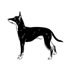 English toy terrier, vector sketch English toy terrier detailed drawn dog.