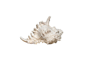 An intricate seashell with dramatic ridges and textures, illuminated artfully against a solid black background, revealing nature's artistry in a timeless marine form and shape.