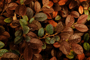Close up brown plant leaves texture in autumn season background.  Tropical leaves concept