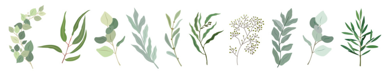 Different Eucalyptus branches, leaves set of elegant colorful vector drawings. Hand drawn botanical illustrations for greeting, invitation cards, logo, packaging design. Isolated