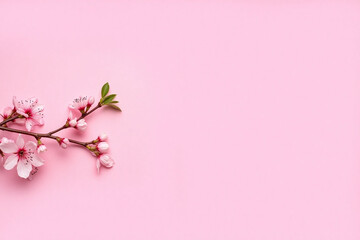 pink cherry blossoms on a pink background