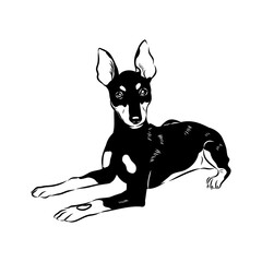English toy terrier, vector sketch English toy terrier detailed drawn dog.
