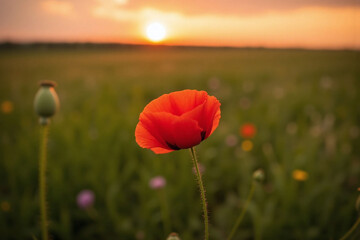 single red poppy flower in the middle of a field