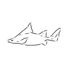Australian centrina, vector sketch shark, vector sketch Vector illustration of a shark