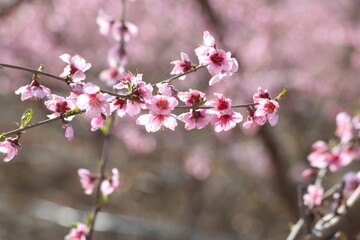 Peach tree blossoms in early spring