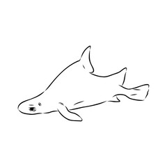 Australian centrina, vector sketch shark, vector sketch Vector illustration of a shark