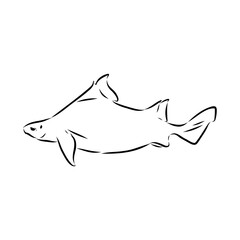 Australian centrina, vector sketch shark, vector sketch Vector illustration of a shark
