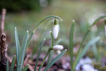 Mini macro photo of a freshly bloomed snowdrop against a blurred background in early spring. Concept of natural beauty.