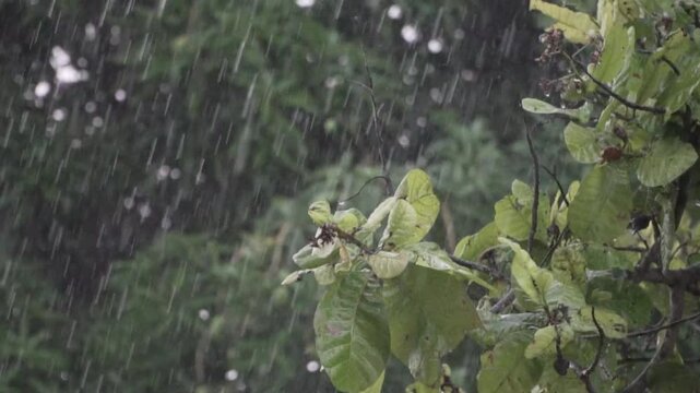 Raindrops fall on lush green mango tree leaves in tropical weather near Pignon, Haiti.