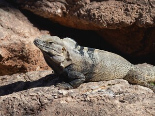 Close-up of an iguana basking on a rocky surface under sunlight.
