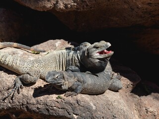 Two iguanas basking in the sun on rocky terrain.