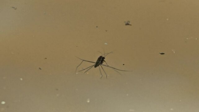Zancudos mating on still water in the Peruvian Amazon, showcasing insect behavior
