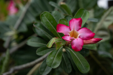 A close-up picture of a bright red flower. Desert Rose, adenium obesum, Japanese frangipani. Exotic tropical flower in red, magenta, or pink color