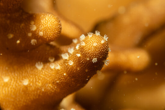 A close-up picture of a beautiful orange coral. Acropora is a genus of small polyp stony coral in the phylum Cnidaria