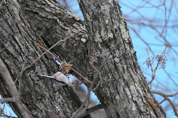 木の実を食べるシマエナガ