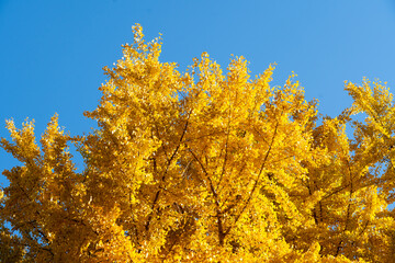 Yellow color of Ginkgo tree with the clear blue sky background