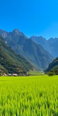 Obraz premium Rice Fields Framed by Majestic Mountains and a Clear Blue Sky