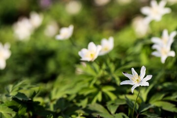 White Wildflowers in a Green Meadow