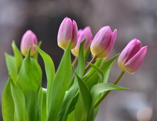 pink tulips in spring