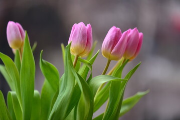 Fototapeta premium pink and white tulips