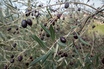 Ramos de oliveira repletos de azeitonas pretas maduras sob o frio intenso do inverno