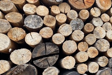 Many wood logs