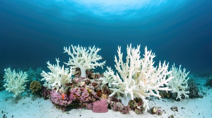 Obraz premium Ocean acidification idea. Vibrant coral reef scene showcasing diverse marine life and stunning underwater colors.