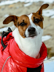 Portrait of a dog with red scarf