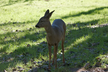 roe deer, animal, wildlife, nature, forest, trees, grass, brown,