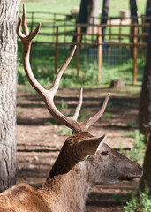 deer, animal, nature, stag, cloven-hoofed, mini zoo, sunny, horn