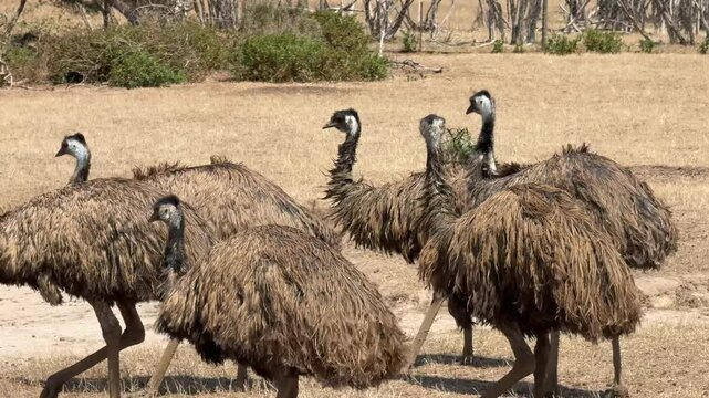 Wild Australia! A flock of emus roams freely across the open landscape as a kangaroo gracefully hops in the background. A stunning glimpse of wildlife in its natural habitat, Phillip Island VIC 