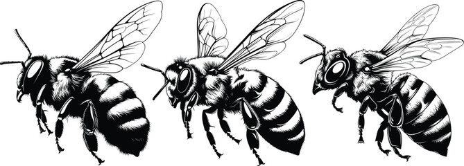 Three Bees in Flight in Detailed Hand Drawn Vector Illustration