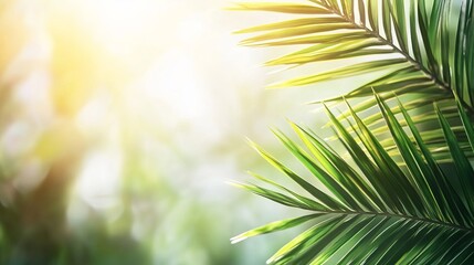 Obraz premium Vibrant Green Palm Fronds Basking in Sunlight: A Close-Up of Lush Tropical Foliage, Perfect for Summer Designs, Tropical Themed Projects, and Exotic 
