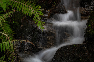 Fototapeta premium Fast flowing water small waterfall on hillside surrounded by green fern leaves in horizontal shot