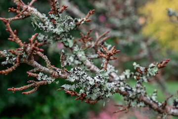 Blue-grey lichen growing on a leafless tree branch during the cold season