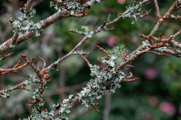 Blue-grey lichen growing on a leafless tree branch during the cold season